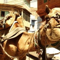 Jaipur ride on